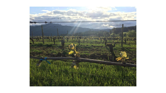 Maine Beer Company Co Lunch IPA